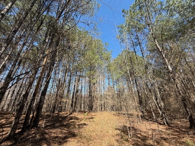 7 Cedar Creek Rd, Elberton, ga- 18.237 Acres For Sale- Elbert County, Georgia - image 9