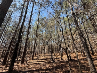 7 Cedar Creek Rd, Elberton, ga- 18.237 Acres For Sale- Elbert County, Georgia - image 4