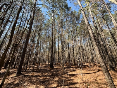 7 Cedar Creek Rd, Elberton, ga- 18.237 Acres For Sale- Elbert County, Georgia - image 5