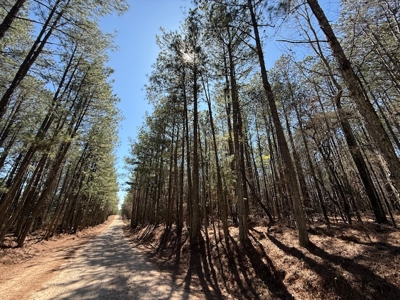 7 Cedar Creek Rd, Elberton, ga- 18.237 Acres For Sale- Elbert County, Georgia - image 2