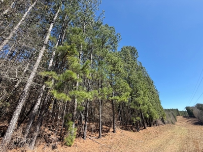 7 Cedar Creek Rd, Elberton, ga- 18.237 Acres For Sale- Elbert County, Georgia - image 16