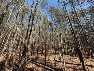 7 Cedar Creek Rd, Elberton, ga- 18.237 Acres For Sale- Elbert County, Georgia - image 8