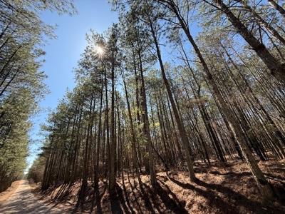 7 Cedar Creek Rd, Elberton, ga- 18.237 Acres For Sale- Elbert County, Georgia - image 3