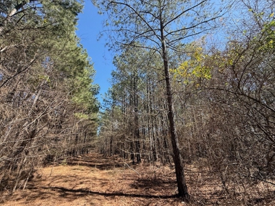 7 Cedar Creek Rd, Elberton, ga- 18.237 Acres For Sale- Elbert County, Georgia - image 14