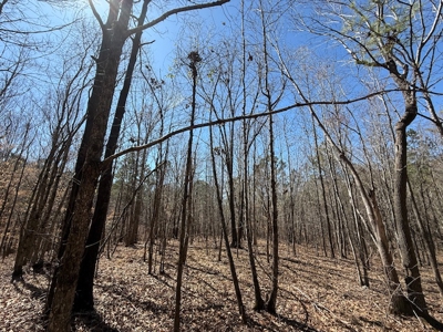 7 Cedar Creek Rd, Elberton, ga- 18.237 Acres For Sale- Elbert County, Georgia - image 6