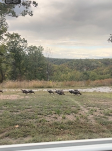 Home for Sale on acreage Camdenton MO - image 1