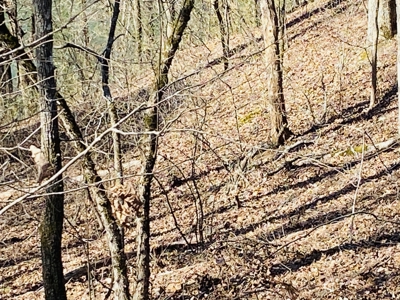 Rural Riverfront Land With Great Views For Sale In Arkansas - image 14