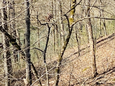 Rural Riverfront Land With Great Views For Sale In Arkansas - image 13