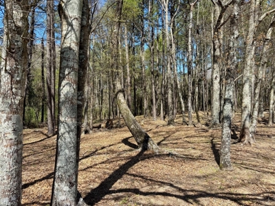 Home on 7 Acres in Tylertown MS - image 3