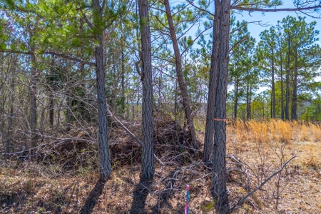 Land for Sale in Lewis County, Tennessee - image 7
