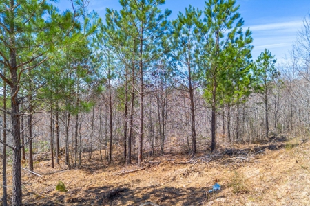 Land for Sale in Lewis County, Tennessee - image 6