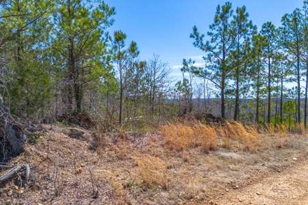 Land for Sale in Lewis County, Tennessee - image 10