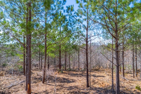Land for Sale in Lewis County, Tennessee - image 14
