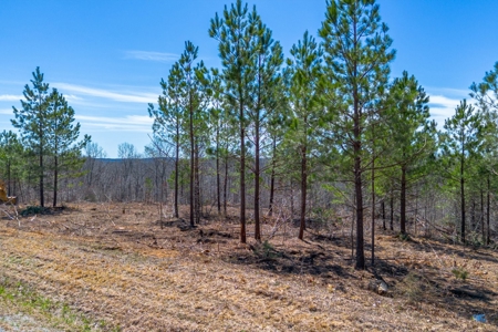 Land for Sale in Lewis County, Tennessee - image 4