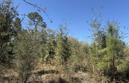Prime Commercial Development Acreage ,  Corner Parcel Lake City , Florida - image 12