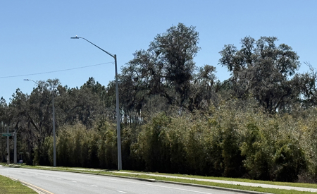 Prime Commercial Development Acreage ,  Corner Parcel Lake City , Florida - image 3