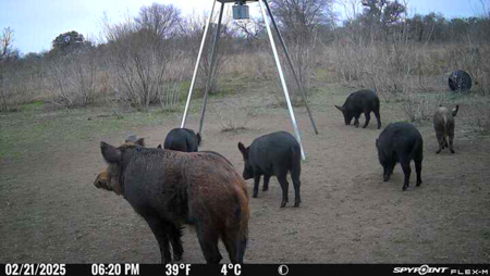 King Lane & CR 106 - 10.00 Acres | Bee County, TX - image 19