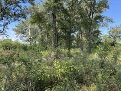 239.5 Acres For Sale In Fort White Florida - image 10