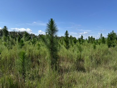 239.5 Acres For Sale In Fort White Florida - image 5