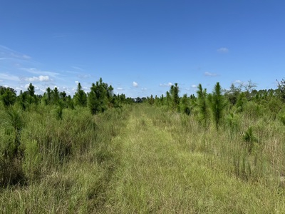 239.5 Acres For Sale In Fort White Florida - image 1