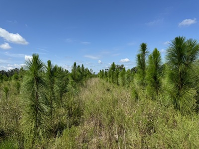 239.5 Acres For Sale In Fort White Florida - image 7