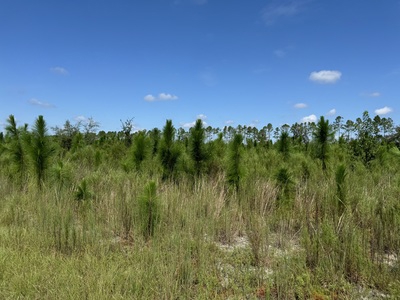 239.5 Acres For Sale In Fort White Florida - image 3