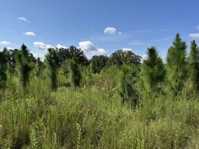 239.5 Acres For Sale In Fort White Florida - image 6