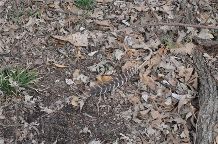 160-Acre Gentry County MO: Investment Opportunity w/ Recreation - image 30
