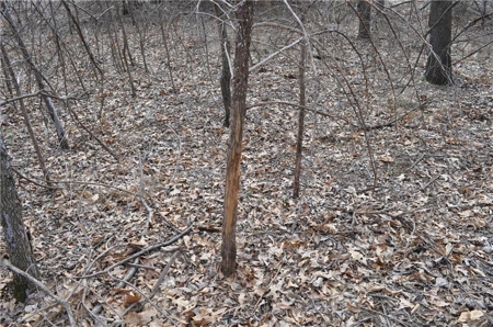 160-Acre Gentry County MO: Investment Opportunity w/ Recreation - image 31