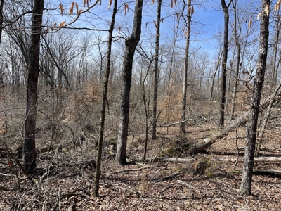 Wooded Land For Sale In Hardin County Tn, 11 Acres - image 17