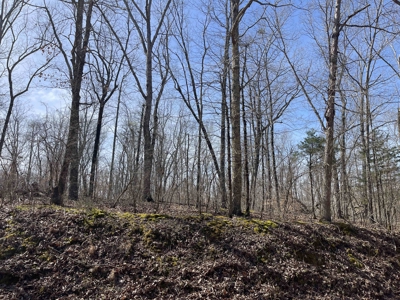 Wooded Land For Sale In Hardin County Tn, 11 Acres - image 4