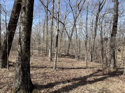 Wooded Land For Sale In Hardin County Tn, 11 Acres - image 3