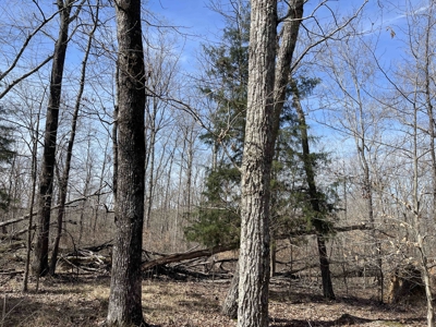 Wooded Land For Sale In Hardin County Tn, 11 Acres - image 8
