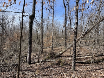 Wooded Land For Sale In Hardin County Tn, 11 Acres - image 15