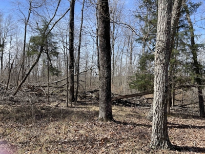 Wooded Land For Sale In Hardin County Tn, 11 Acres - image 16