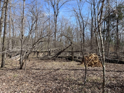 Wooded Land For Sale In Hardin County Tn, 11 Acres - image 14