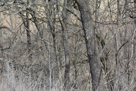 North Missouri Hunting farm for sale in Mercer, County, MO - image 14