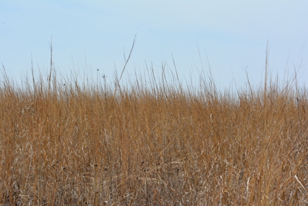 North Missouri Hunting farm for sale in Mercer, County, MO - image 36
