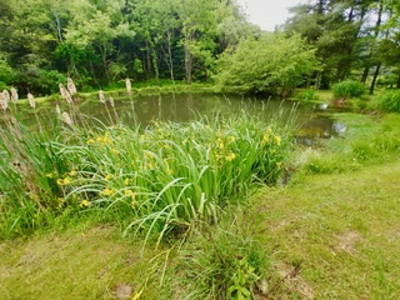 Farmhouse for Sale in Floyd VA - image 8