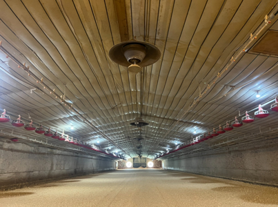Louisiana 4 House Poultry Farm with 21 Acres and Residence - image 34