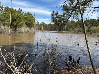 16.55-Acre Wooded Land Tract For Sale in Douglassville, Texas - image 1