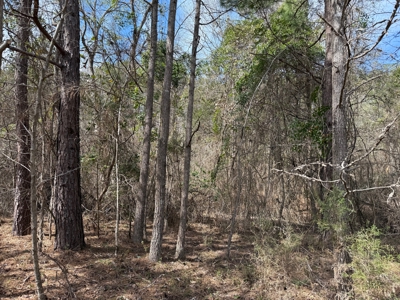 16.55-Acre Wooded Land Tract For Sale in Douglassville, Texas - image 6