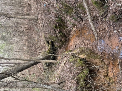 16.55-Acre Wooded Land Tract For Sale in Douglassville, Texas - image 10