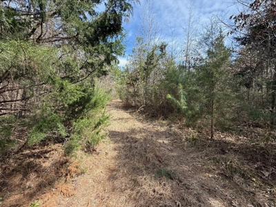 16.55-Acre Wooded Land Tract For Sale in Douglassville, Texas - image 7