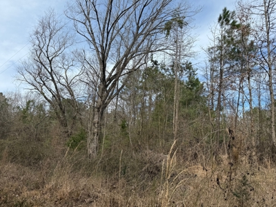 16.55-Acre Wooded Land Tract For Sale in Douglassville, Texas - image 13
