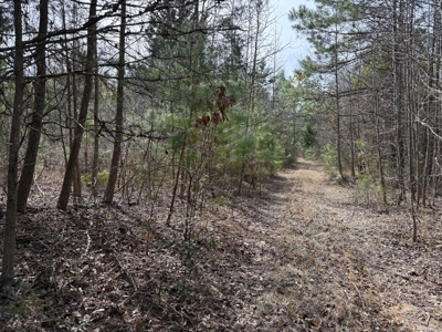 16.55-Acre Wooded Land Tract For Sale in Douglassville, Texas - image 15
