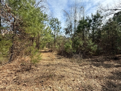 16.55-Acre Wooded Land Tract For Sale in Douglassville, Texas - image 3