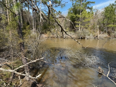 16.55-Acre Wooded Land Tract For Sale in Douglassville, Texas - image 2
