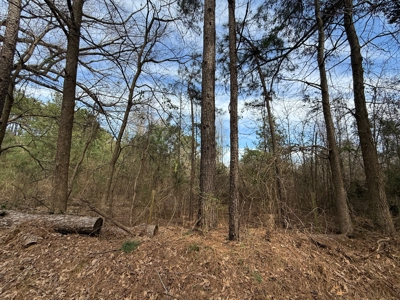 16.55-Acre Wooded Land Tract For Sale in Douglassville, Texas - image 8