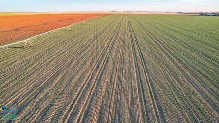 Multi-Tract IrrigatedFarm with Improvements, Bailey County, Texas - image 8